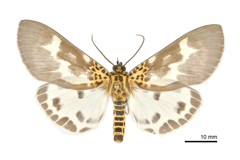 Asota tortuosa Male